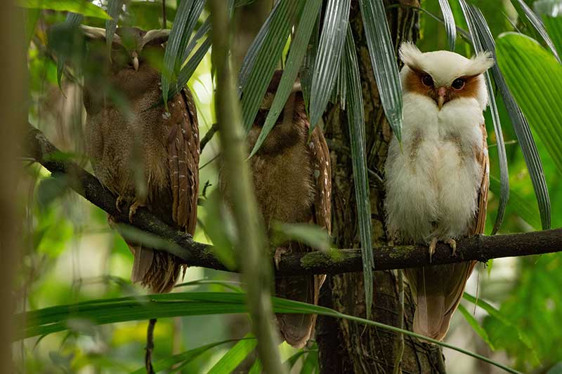 ecuador tour yasuni 12