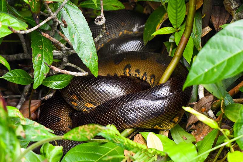 ecuador tour yasuni 14