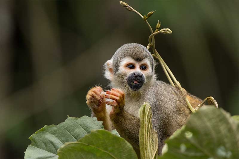 ecuador tour yasuni 15
