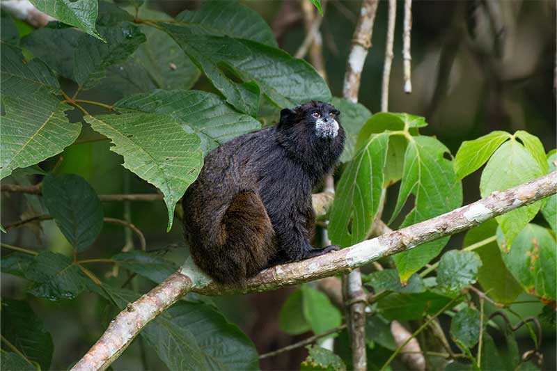 ecuador tour cuyabeno 8