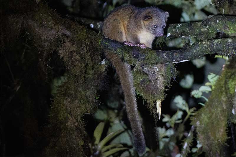 ecuador tour mammals 1