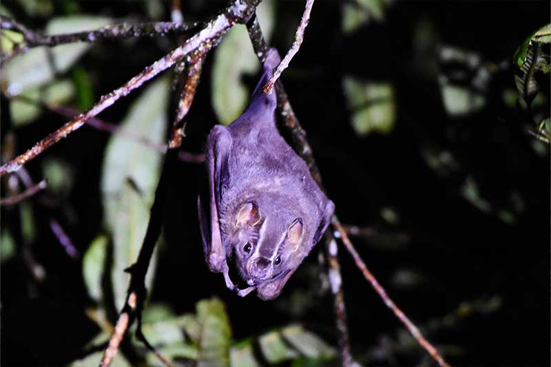 ecuador tour mammals 18