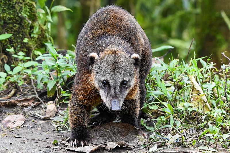 ecuador tour mammals 4