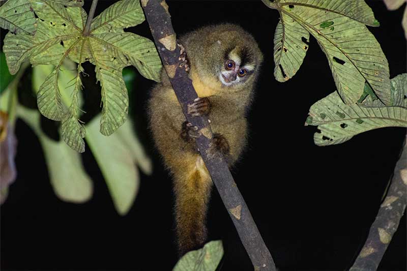 ecuador tour mammals 5