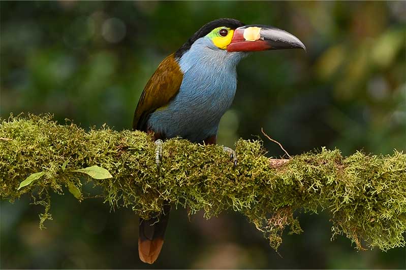 ecuador antisana 10