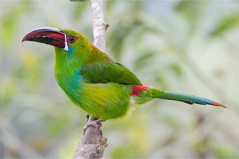 ecuador antisana 5